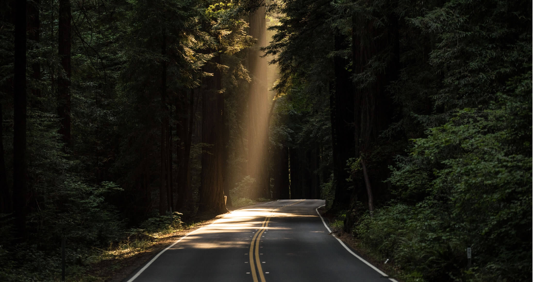 Road through trees with a stream of sunlight