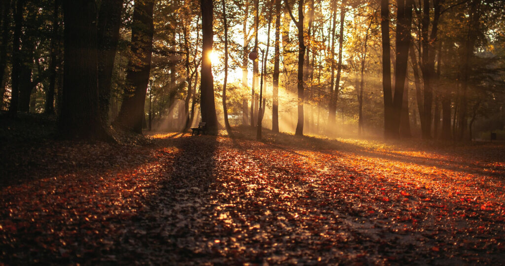 Fall woodland with sun rays