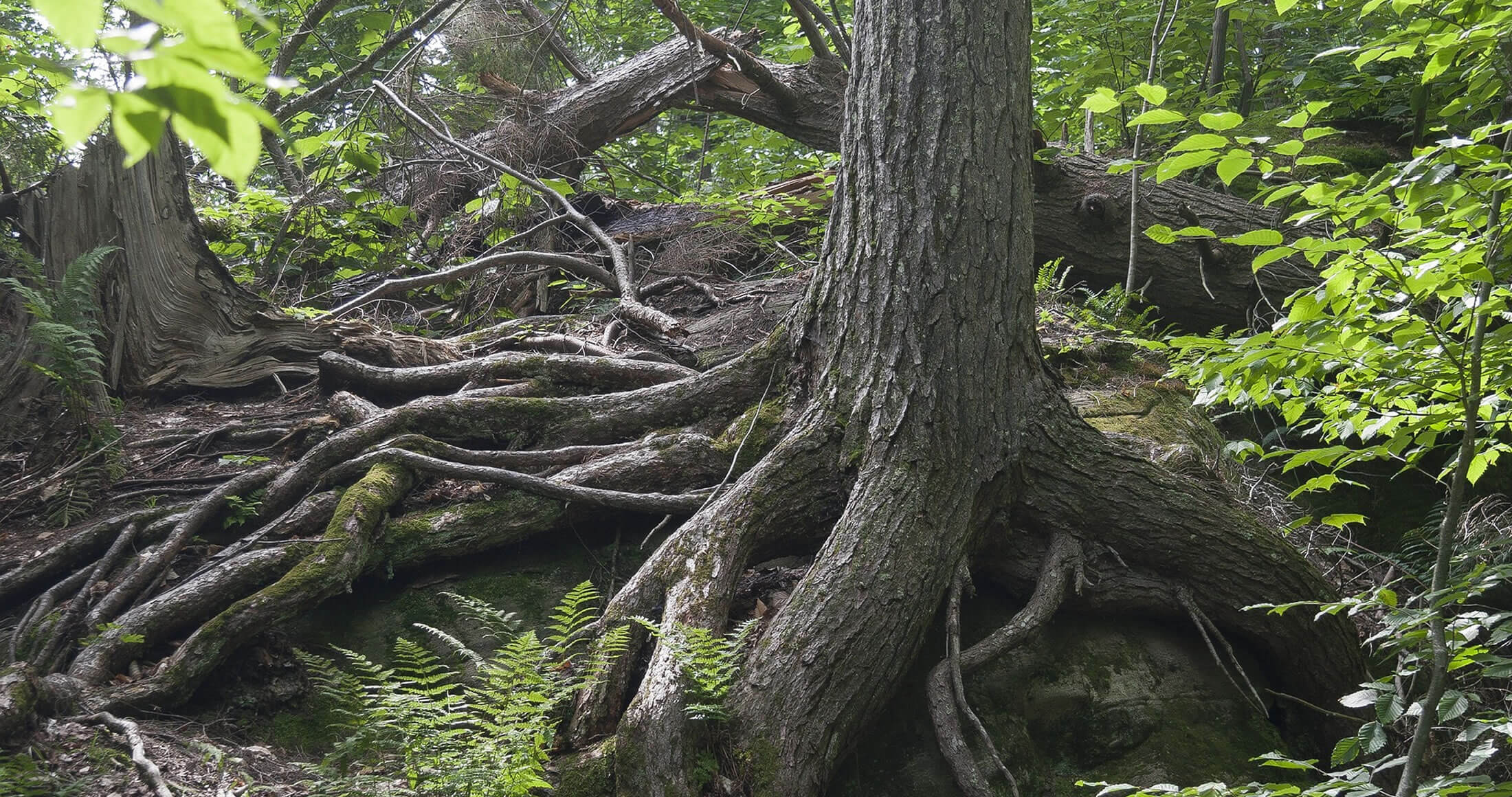 Tree roots showing resilience.