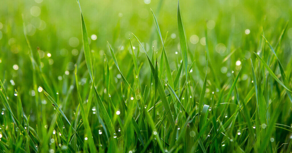 Image of growing grass